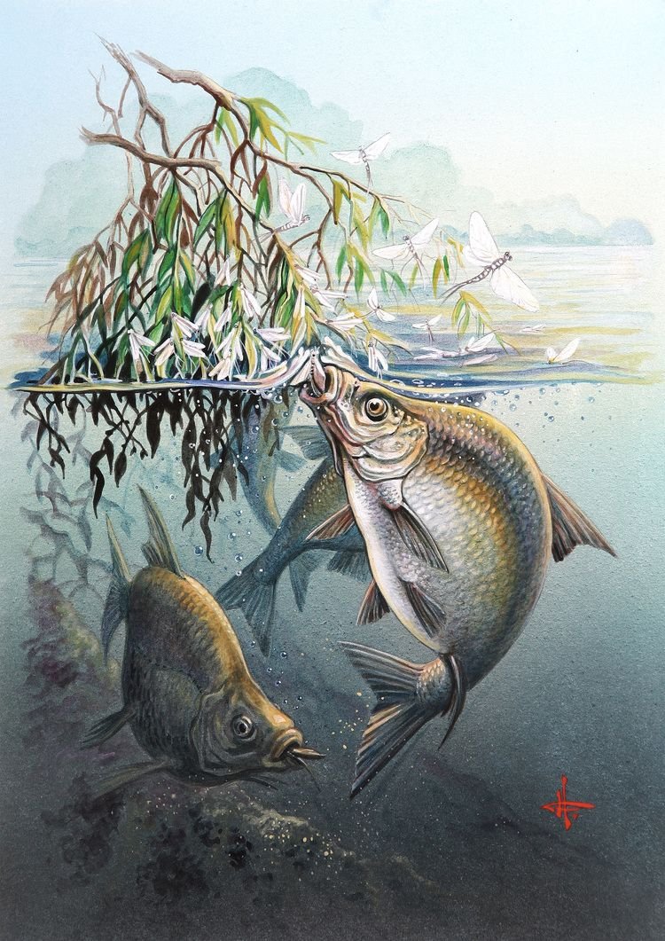 Голова рыбы