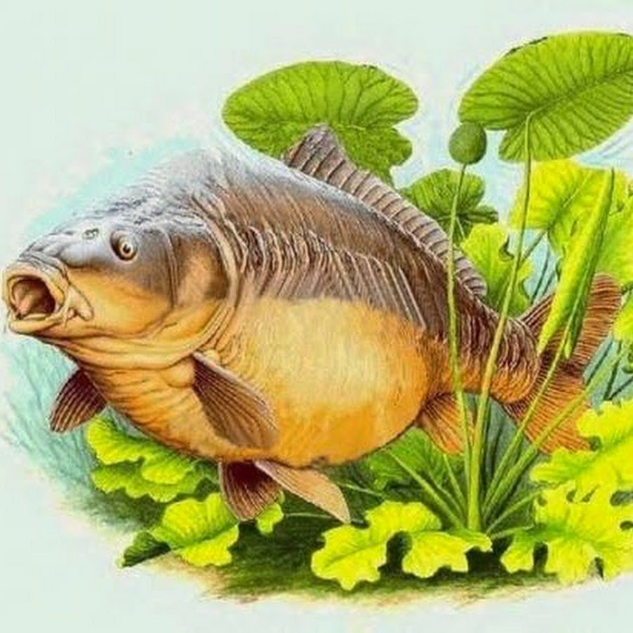 Картина карась рыба