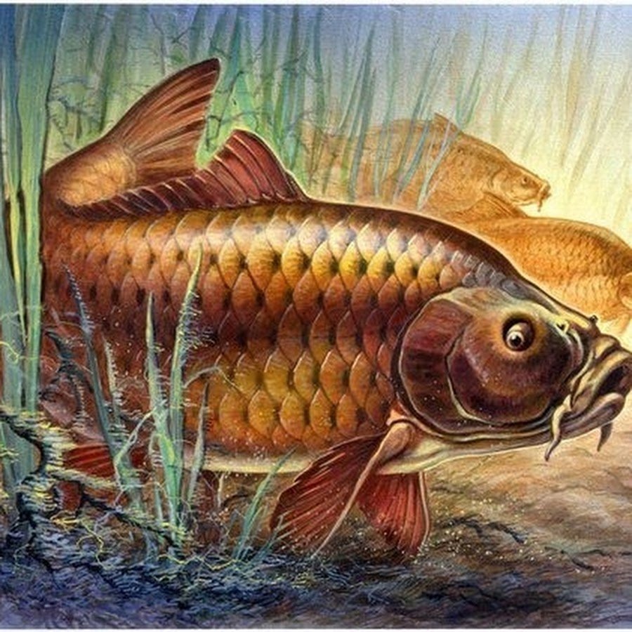 Карась Озерный