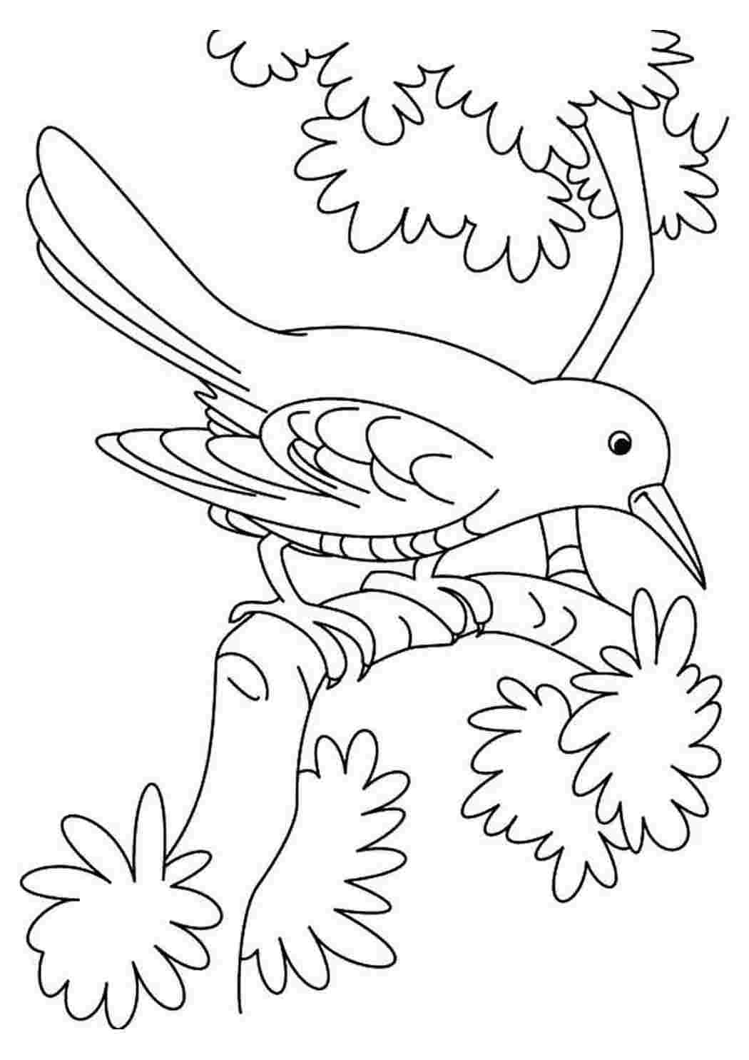 Кукушка картинка раскраска