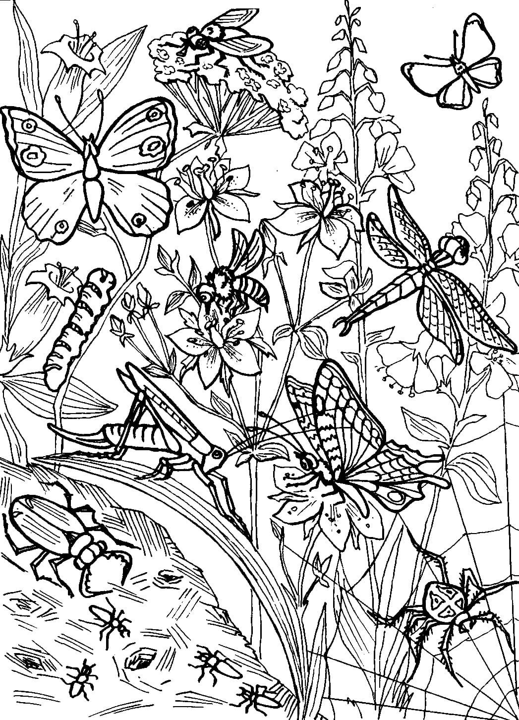 Цветы и бабочки. Раскраска