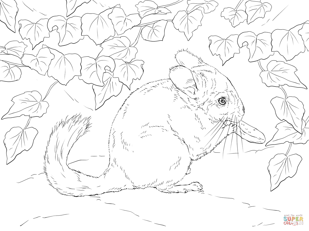 Соня полчок раскраска