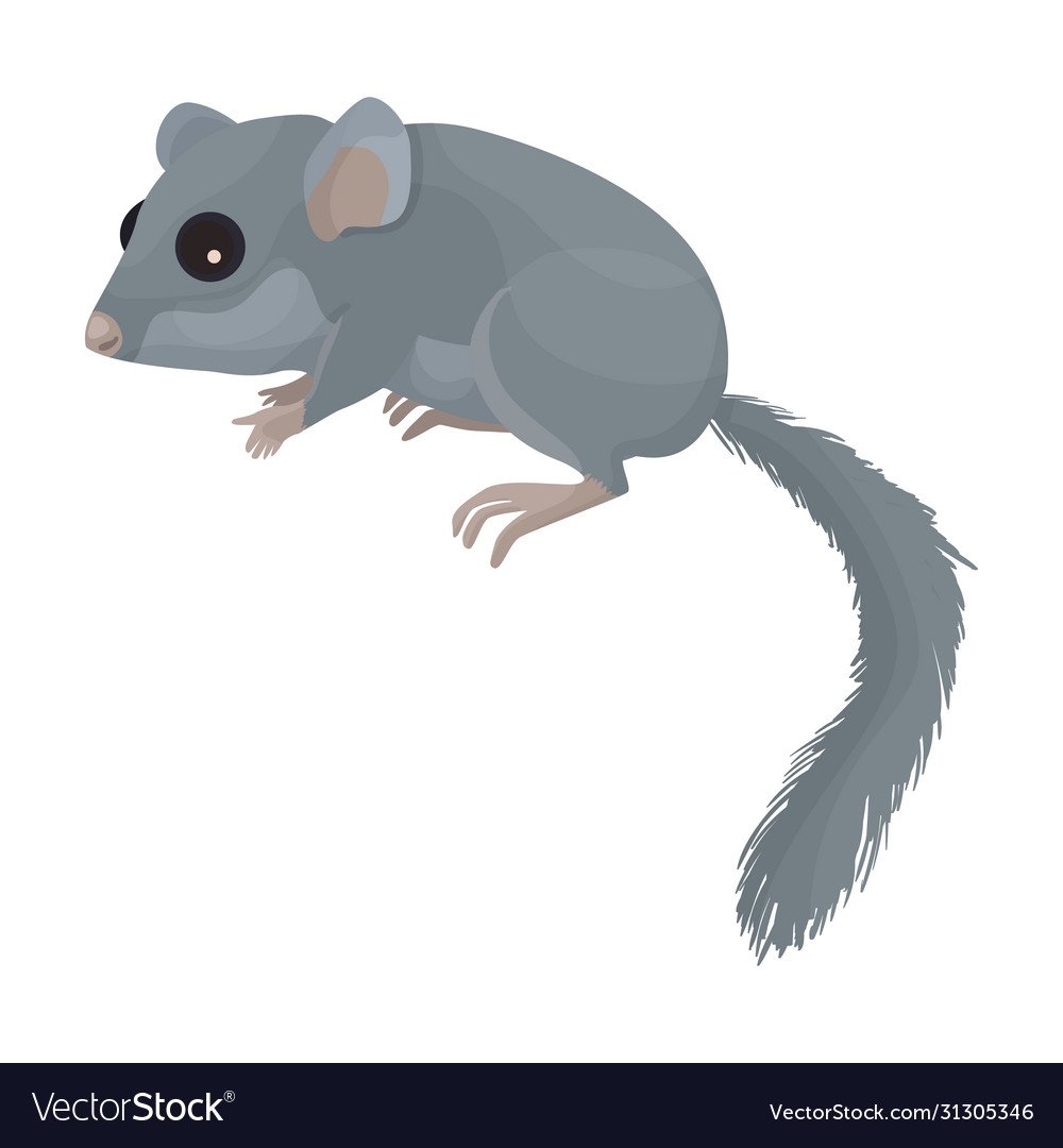 Орешниковая Соня на белом фоне