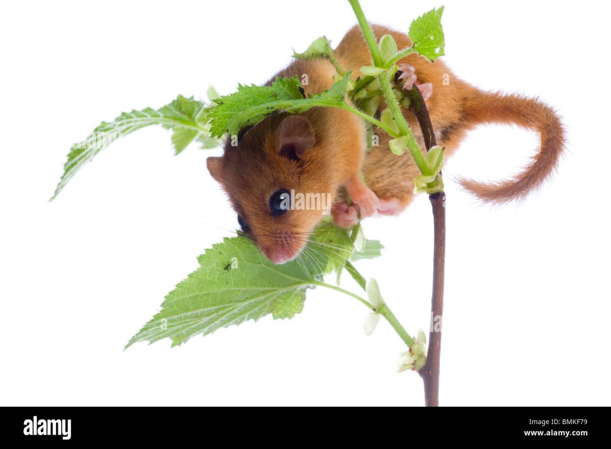 Раскраска шиншилла