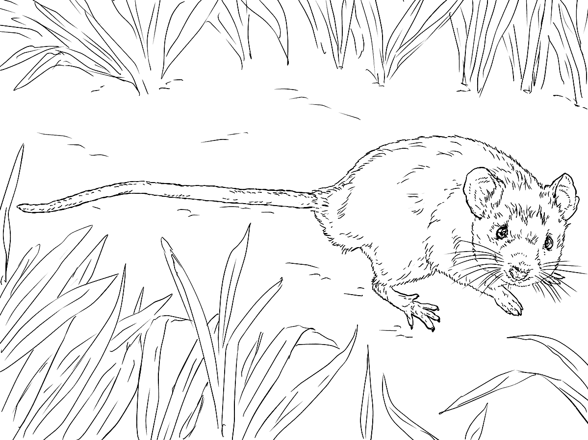 Бурундук рисунок