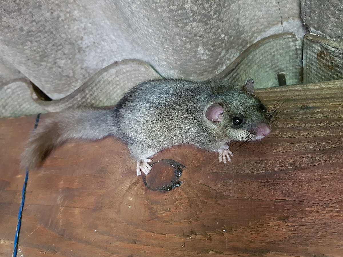 Соня полчок раскраска