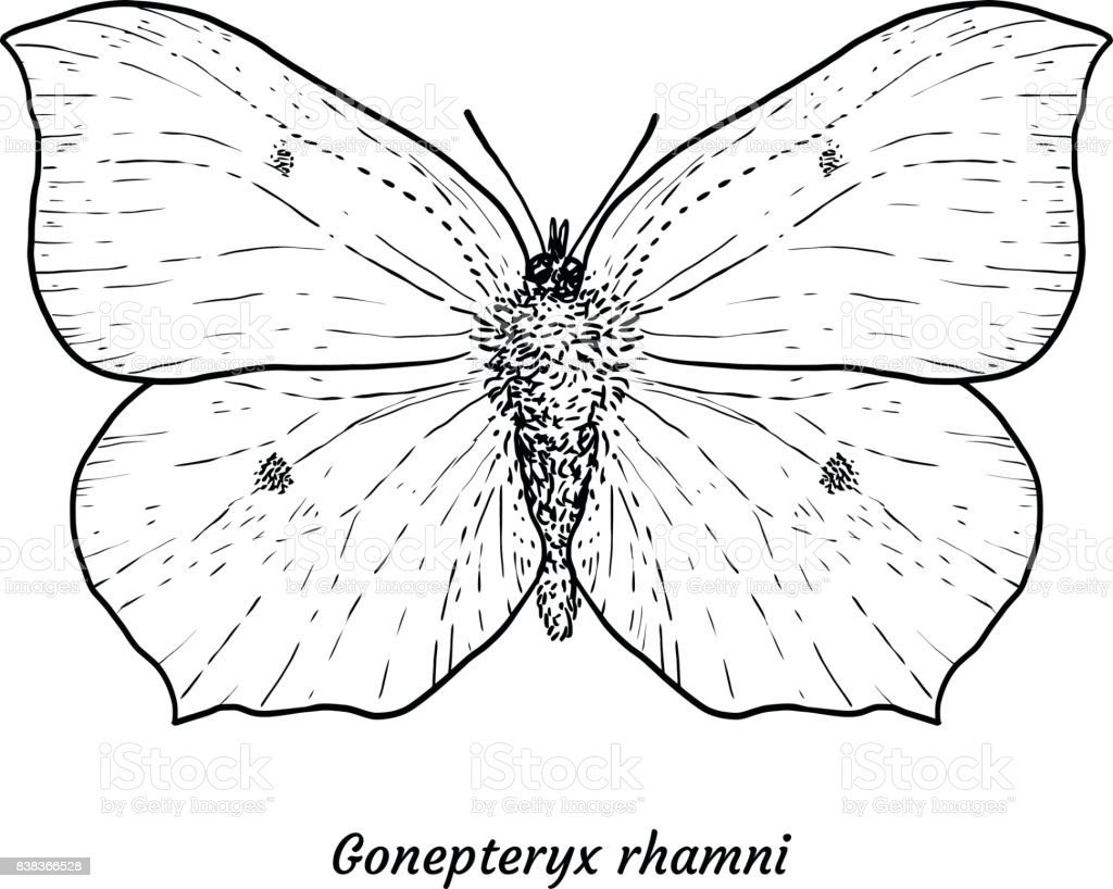Бабочка раскраска реалистичная