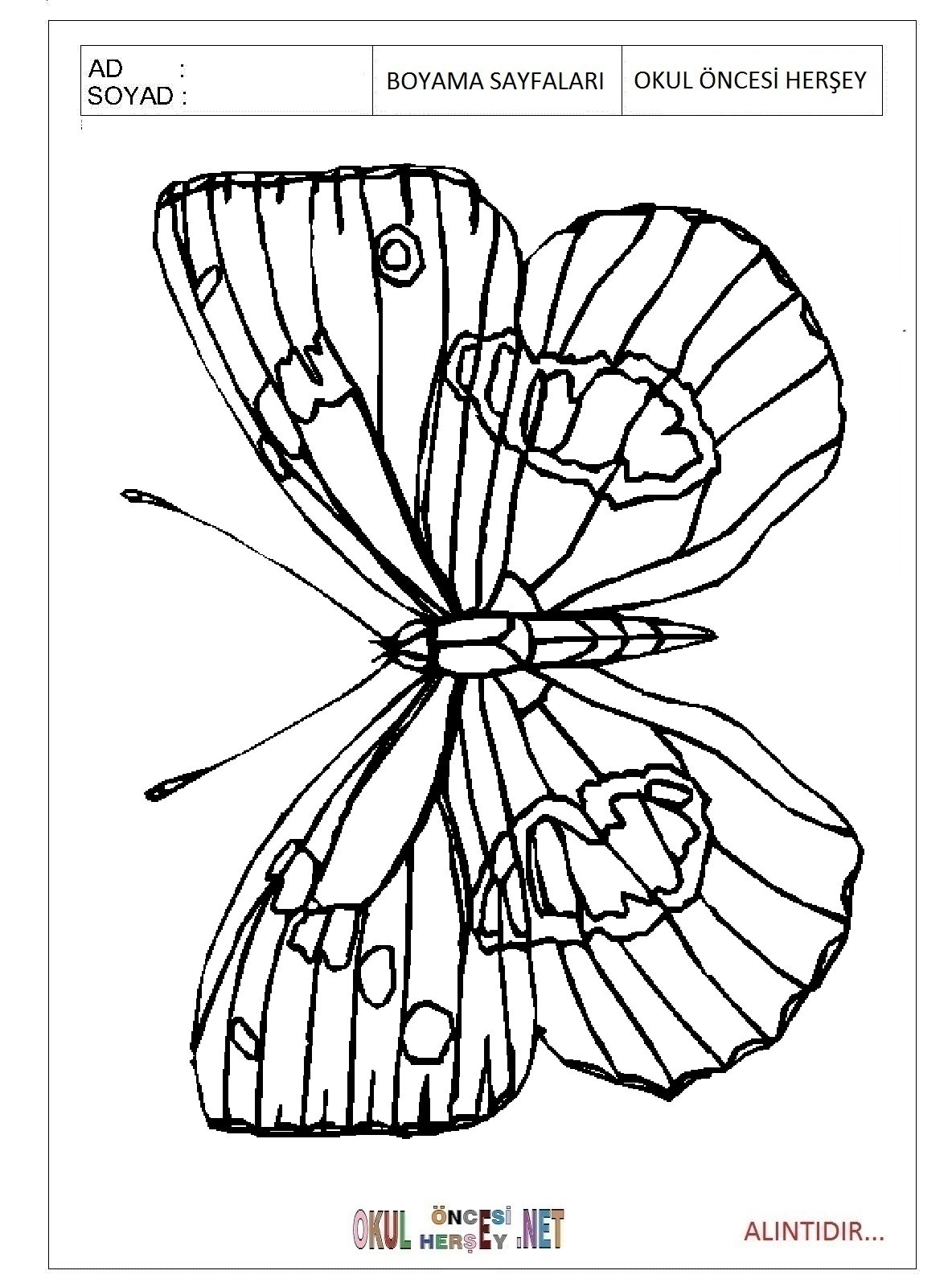 Раскраска "бабочки"