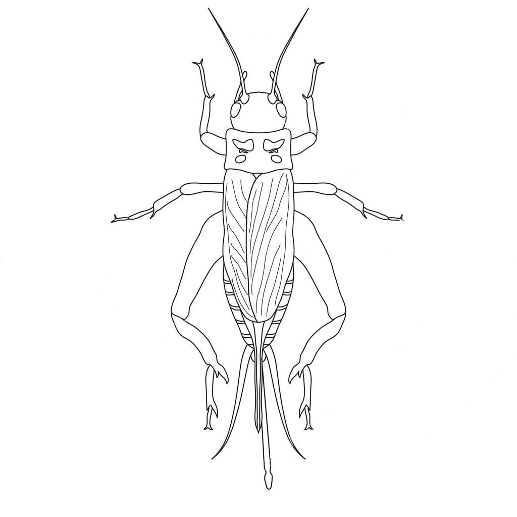 Кузнечик черно белый