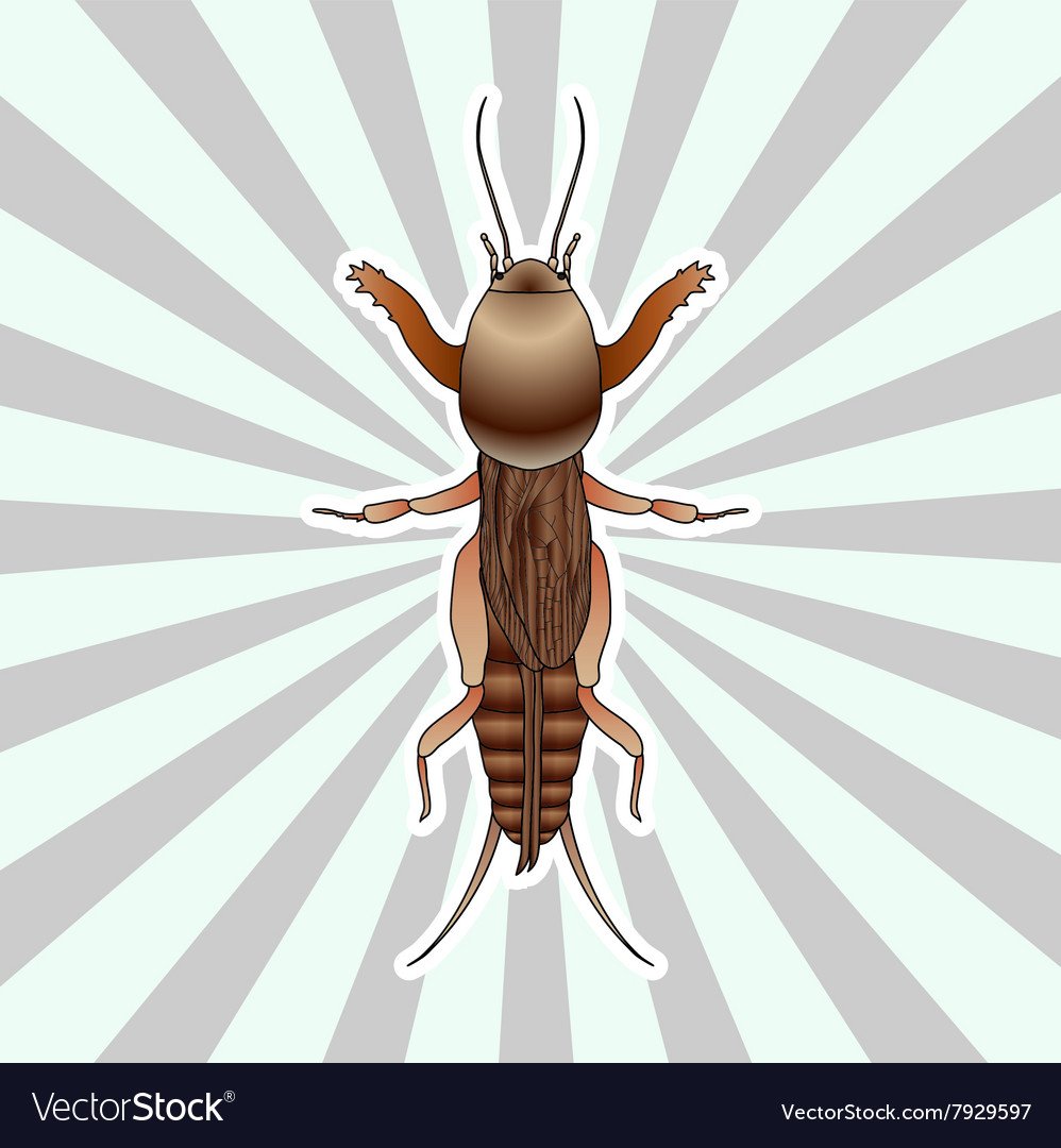 Медведка вектор