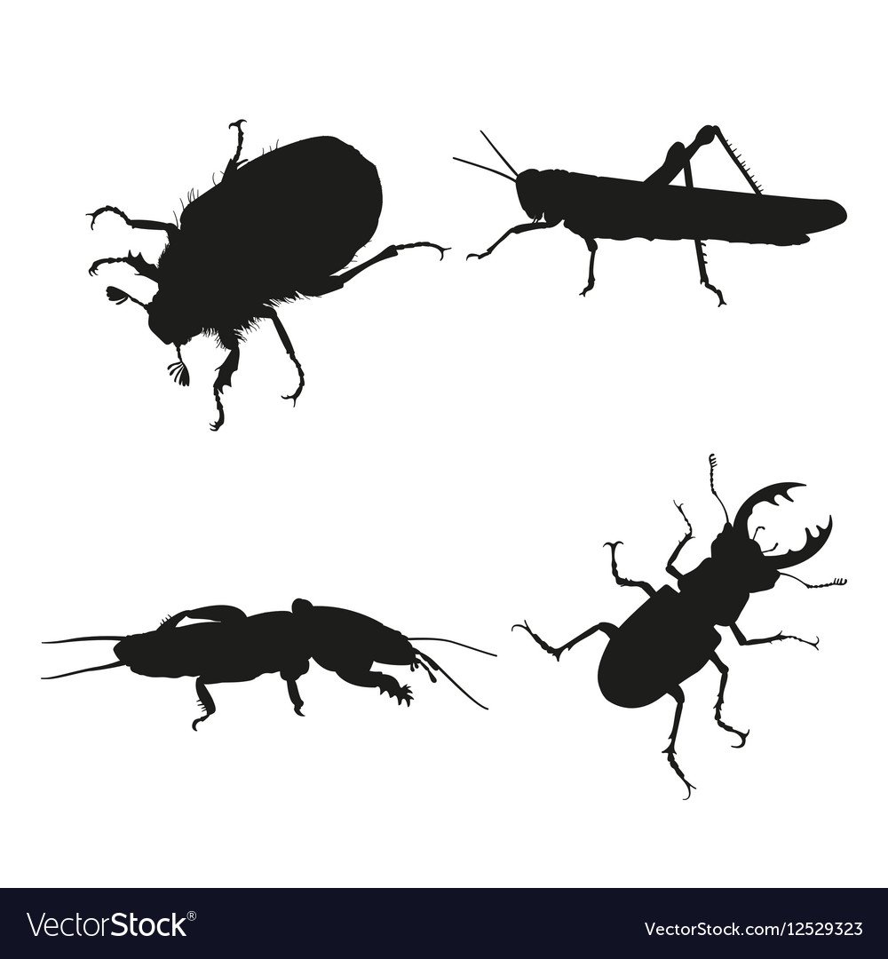 Медведка арт