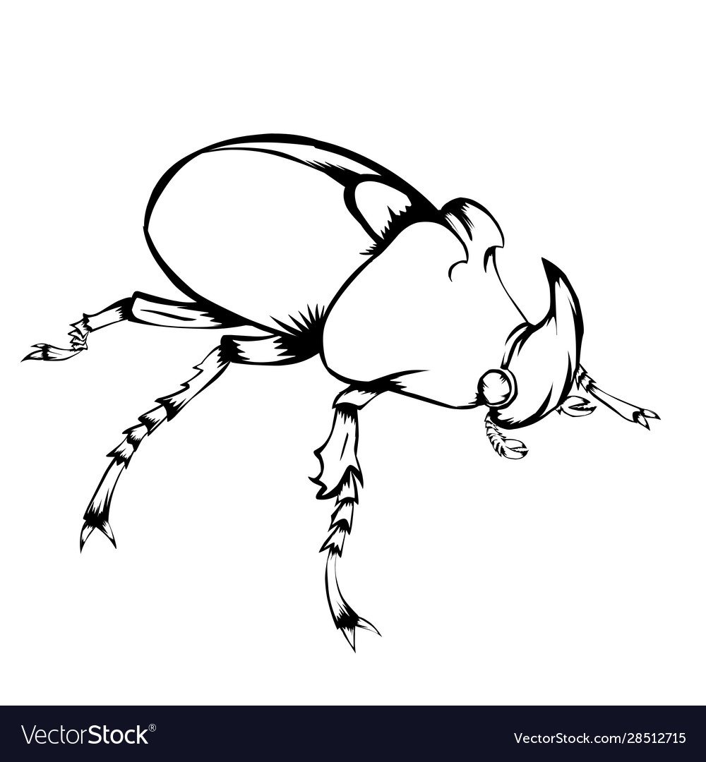 Cricket insect icon