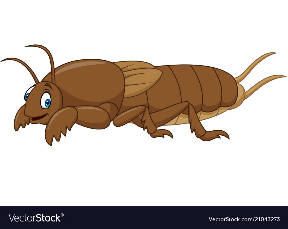 Медведка рисунок