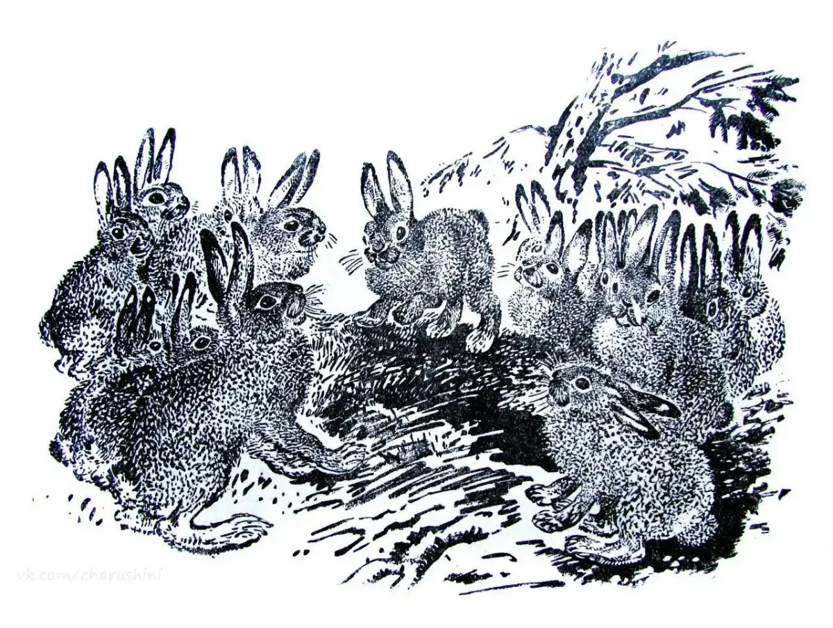 Заяц рисунок Чарушина