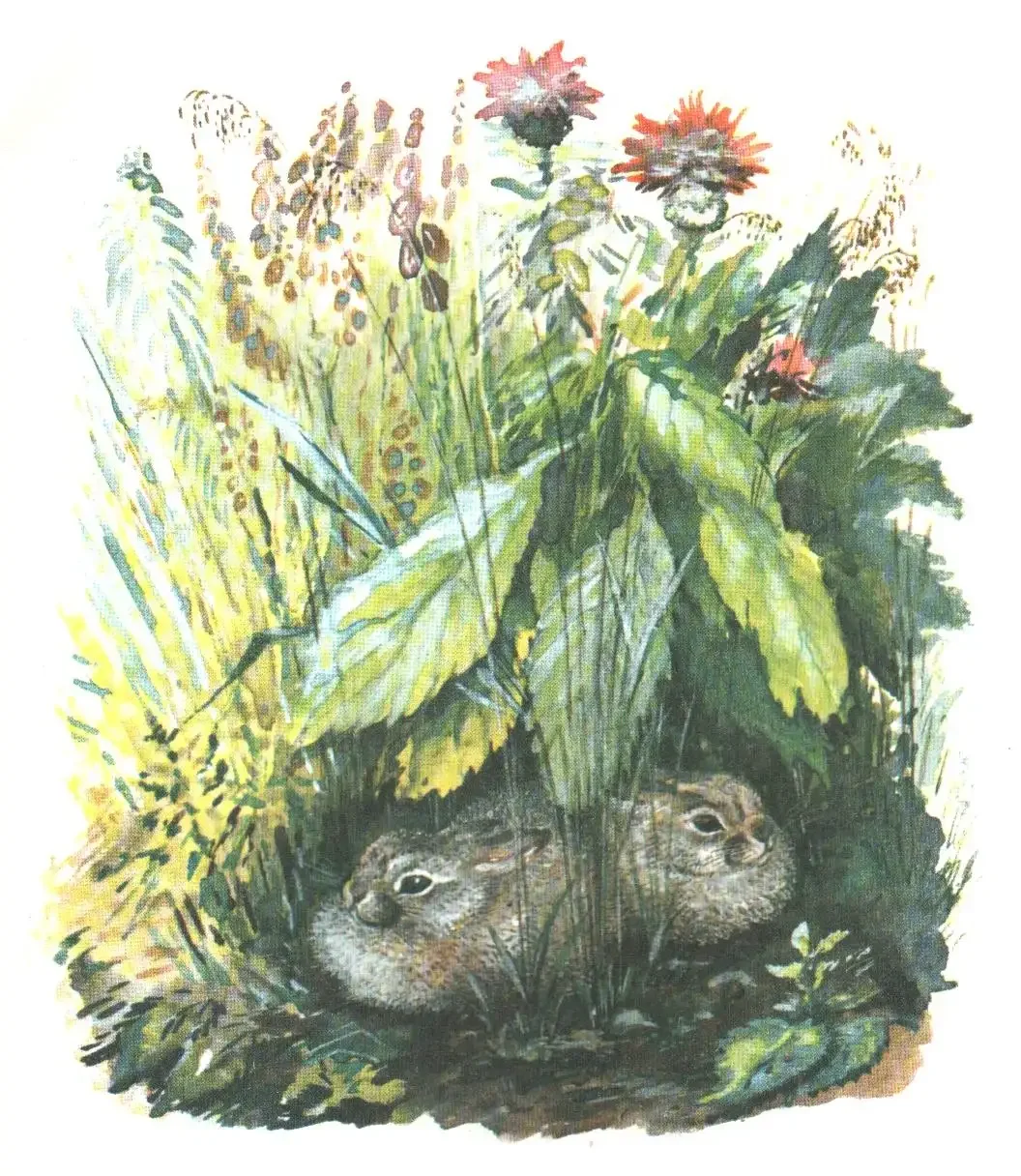 Чарушин рассказ про зайчат иллюстрации