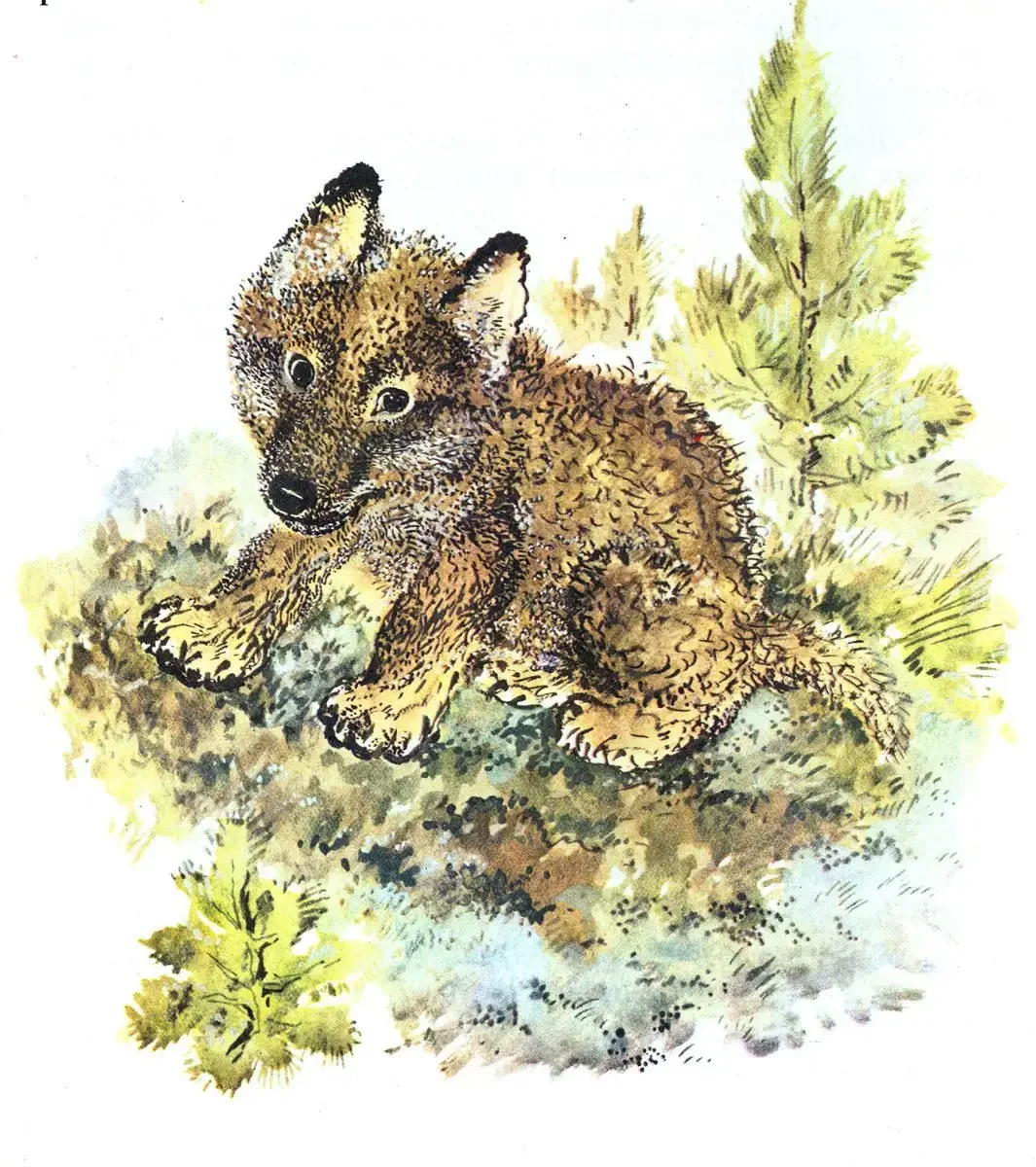 Произведение Чарушина про Томку