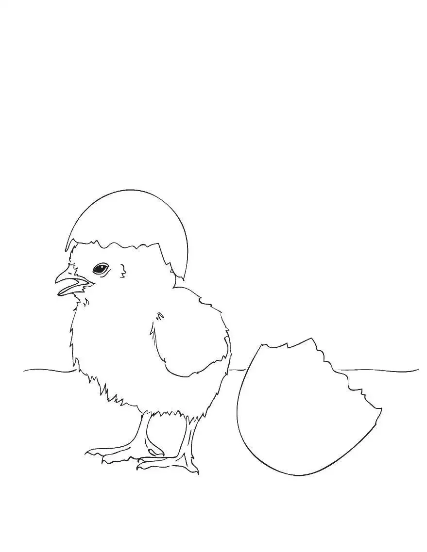 Раскраска вылупившийся цыпленок