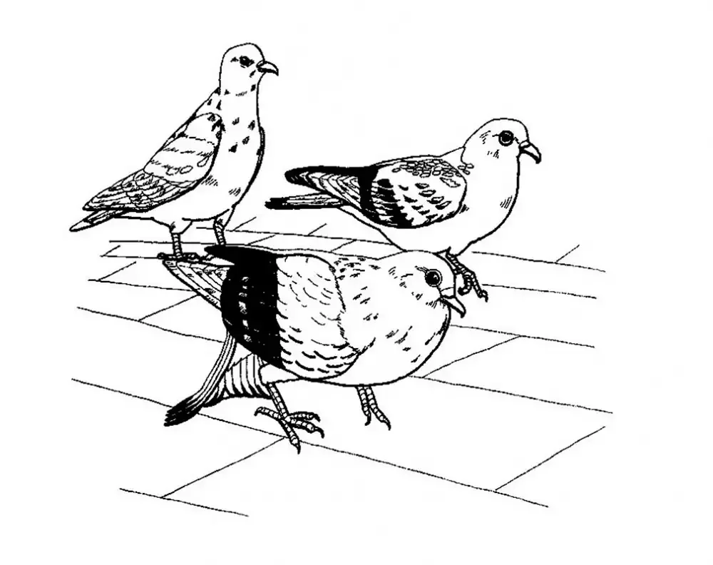 Иван Андреевич Крылов Чиж и голубь