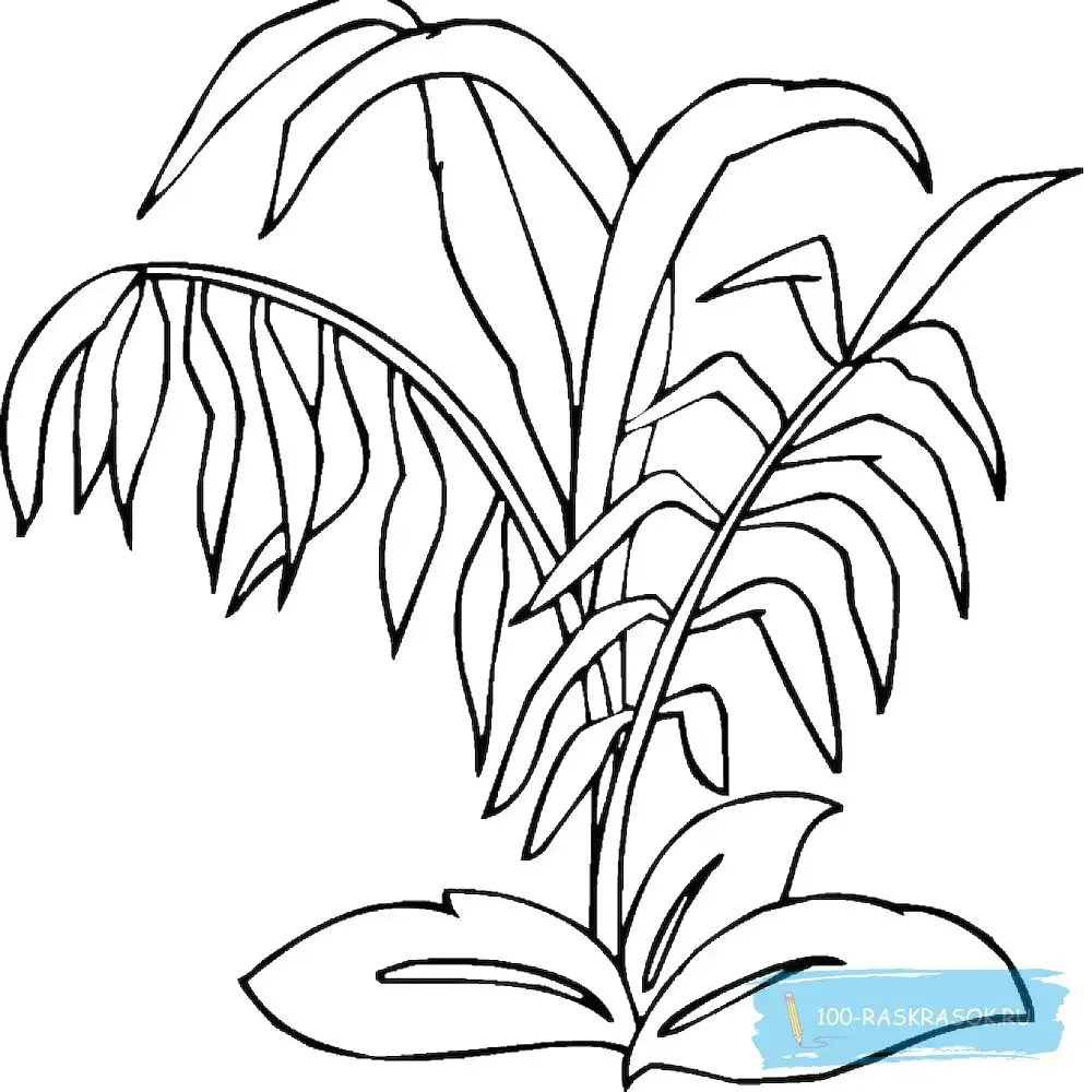 Пальма раскраска