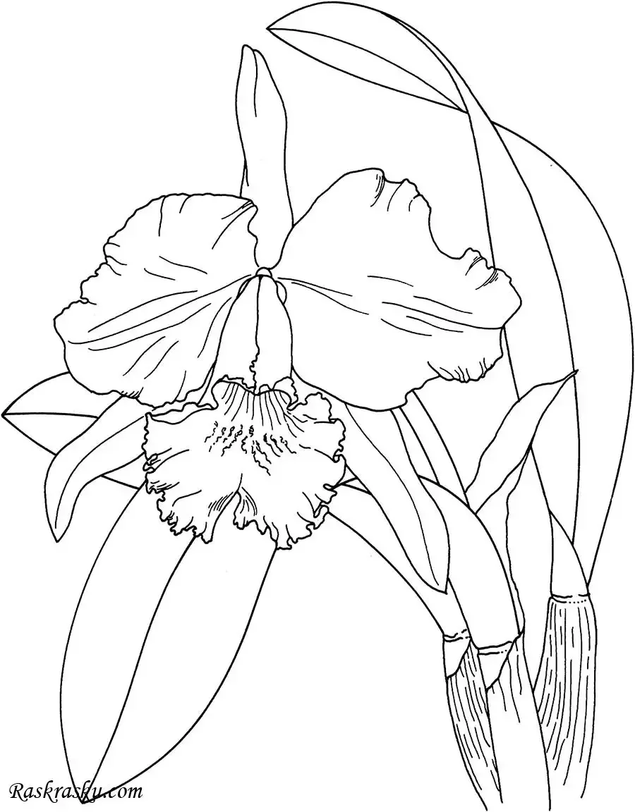 Раскраска антистресс "цветы"