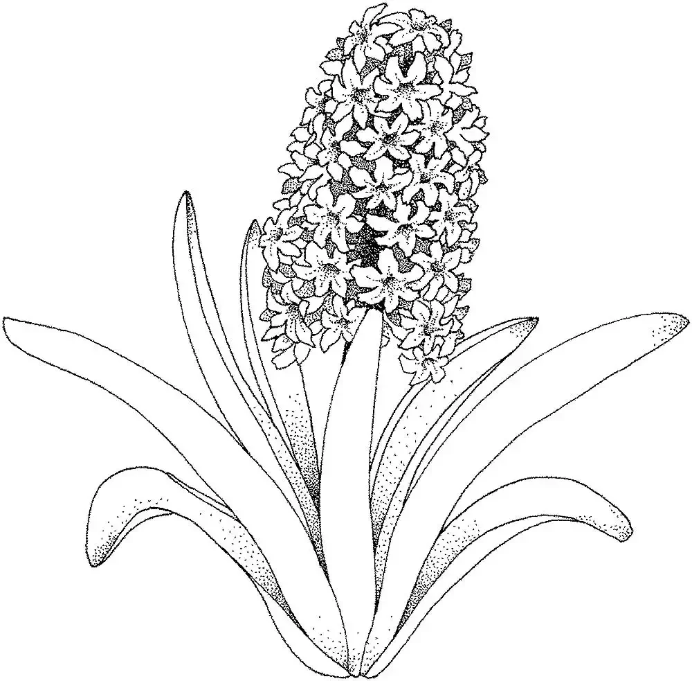 Растения. Раскраска