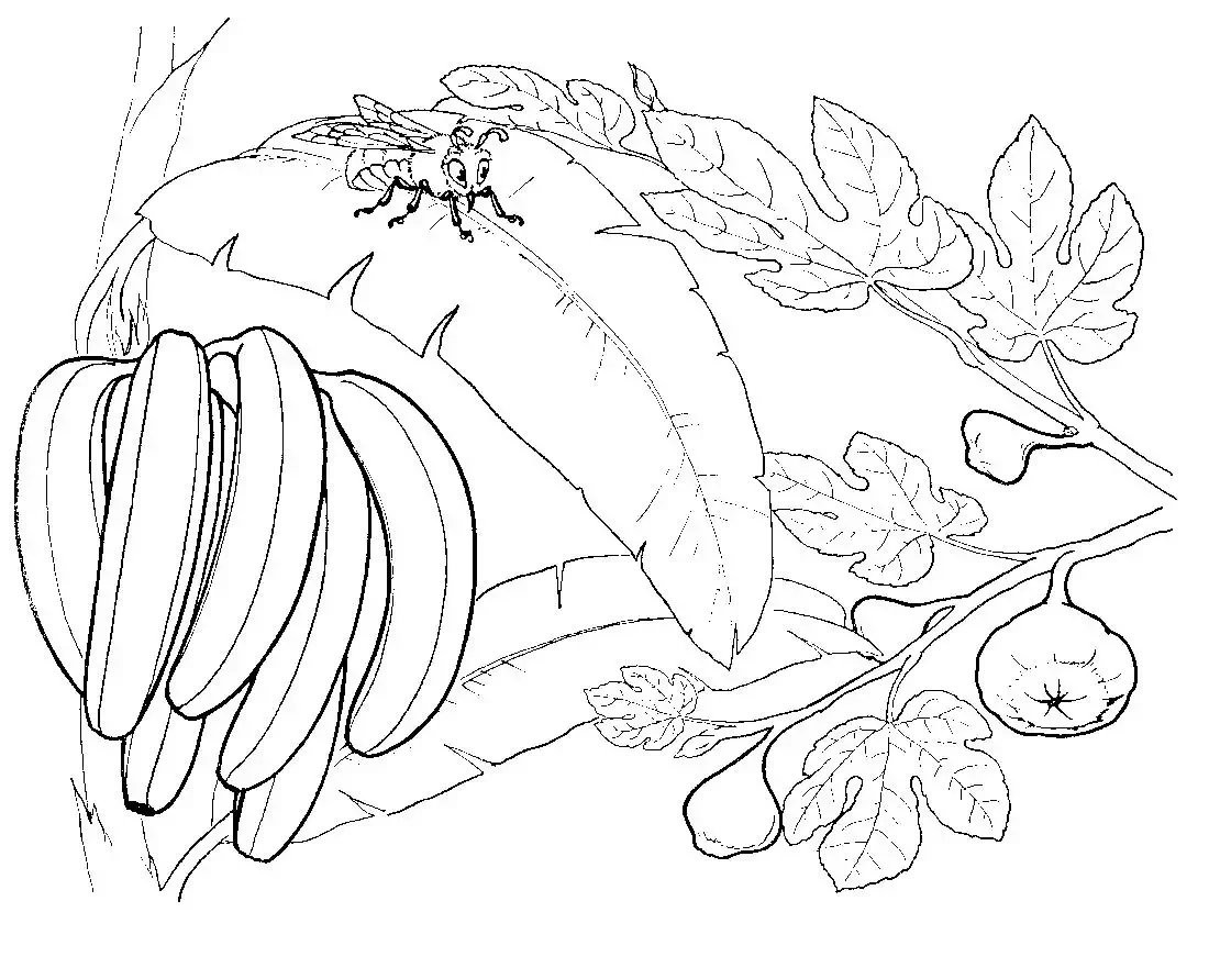 Контуры для рисования цветы
