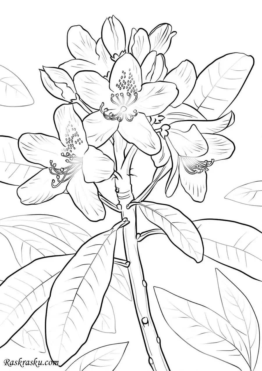 Кактус раскраска