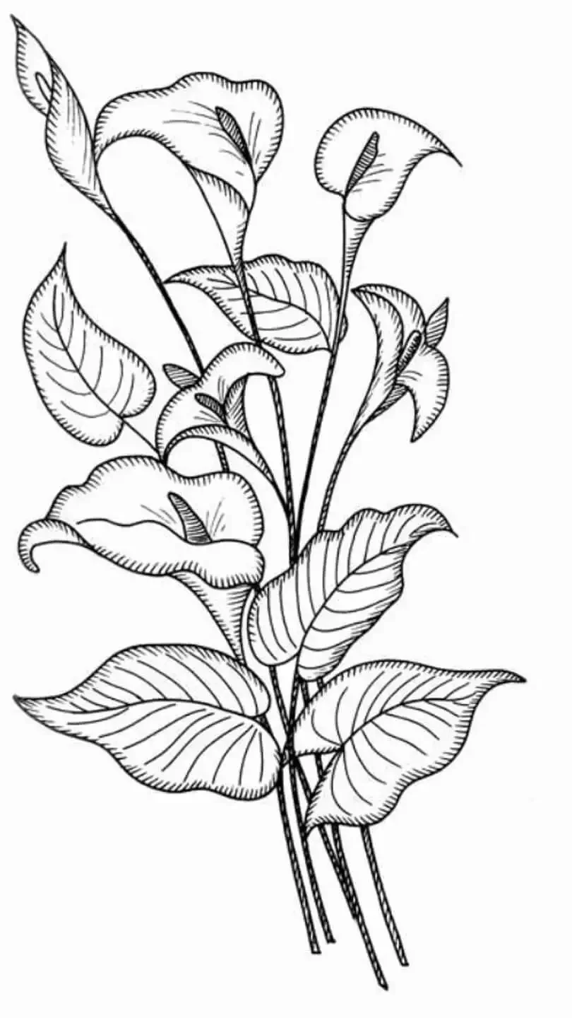 Кактус раскраска для детей