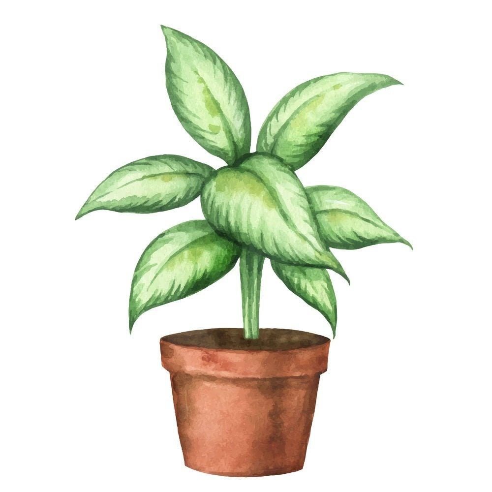 Цветок в горшке Минимализм рисунок