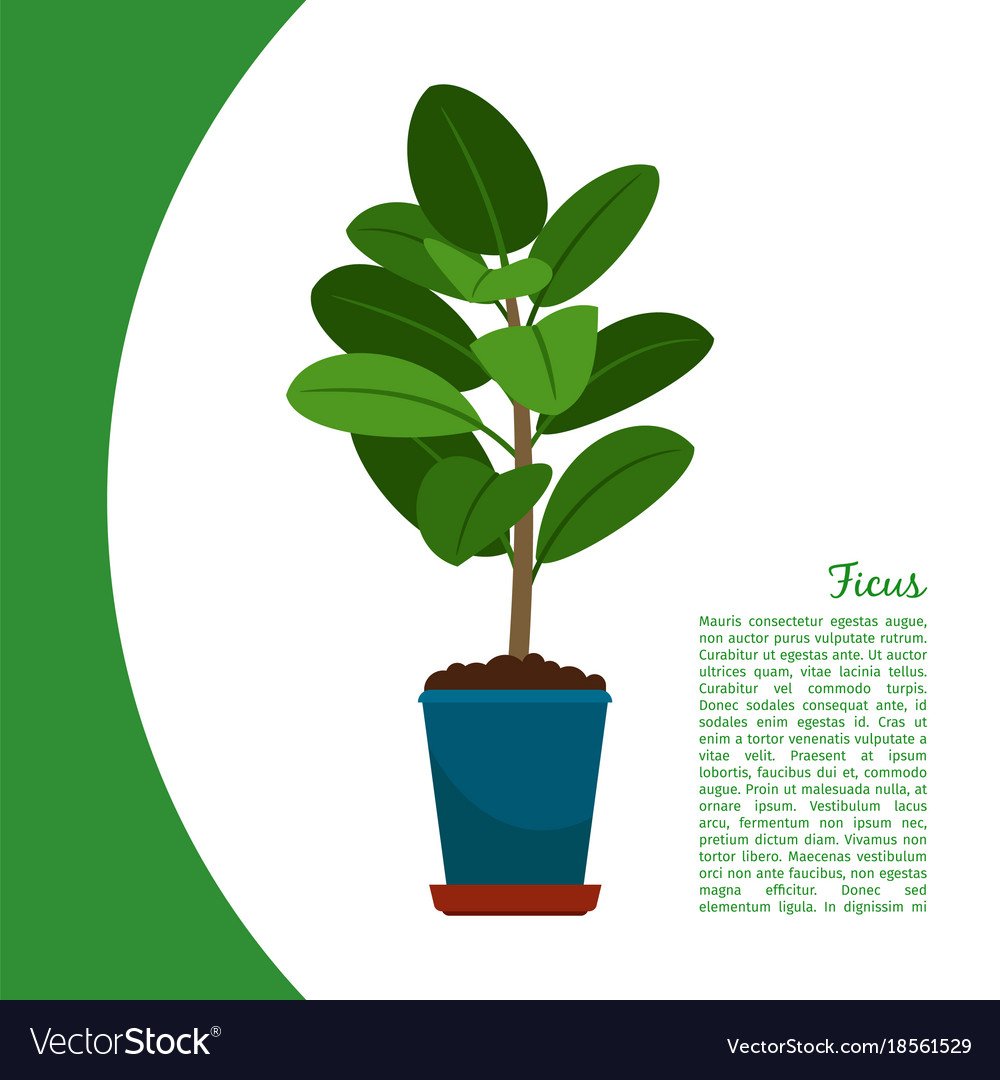 Разукрашка комнатные растения фикус