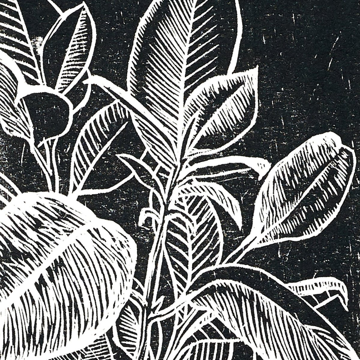 Раскраска фикус