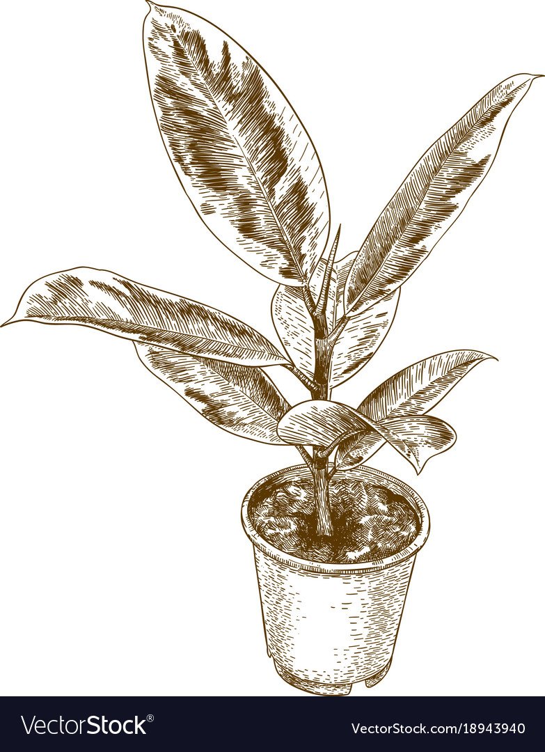 Толстянка раскраска для детей