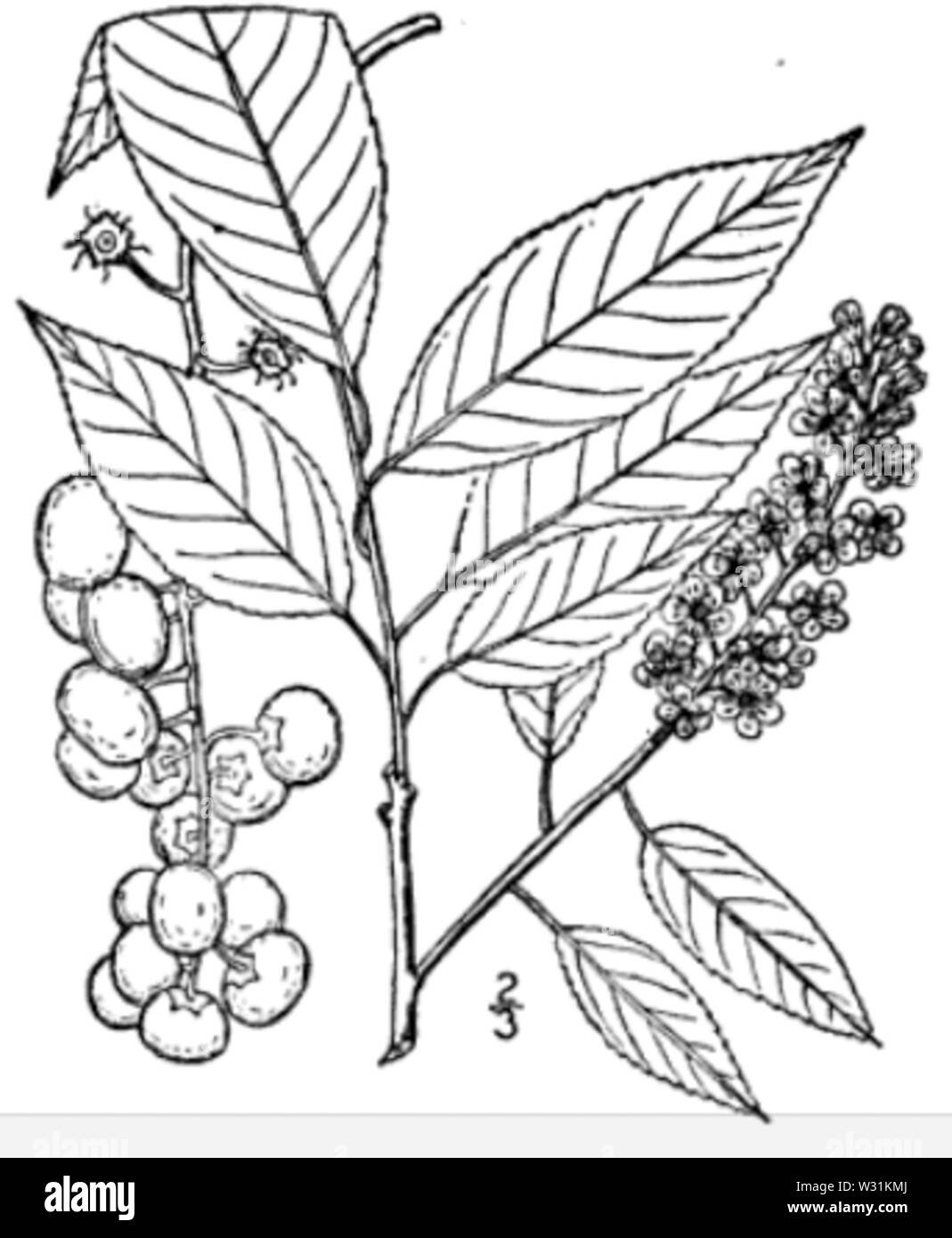 Черёмуха виргинская