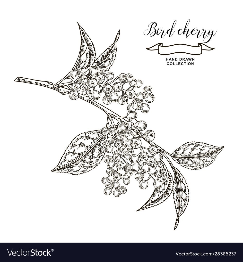 Лист черемухи рисунок