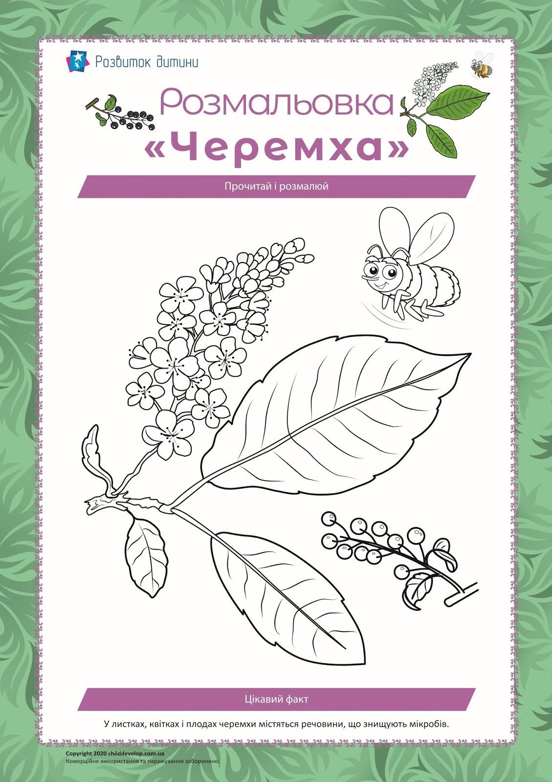 Раскраска ветка черемухи для детей