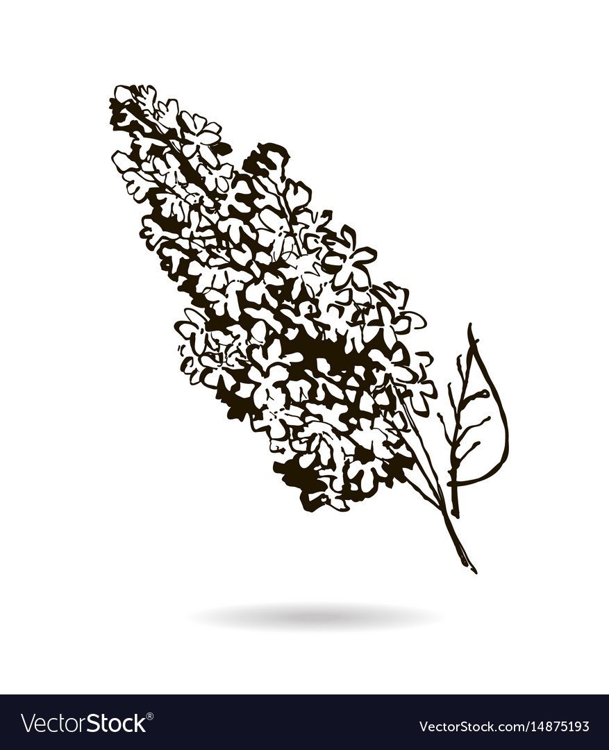 Сирень силуэт