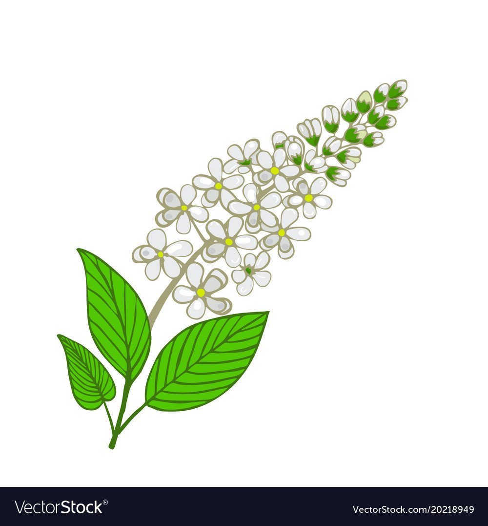 Цветки черемухи для вырезания