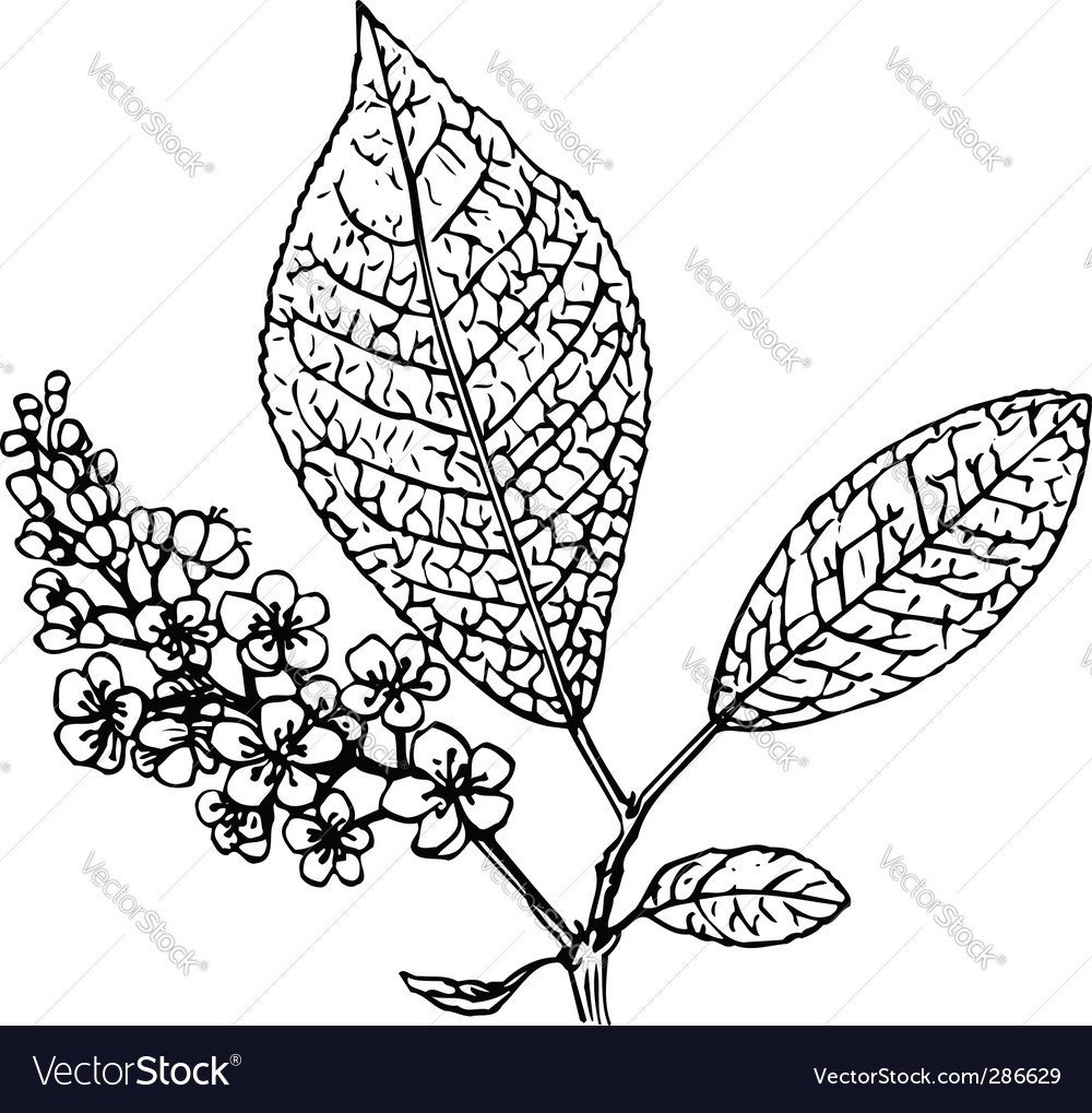 Черемуха для раскрашивания