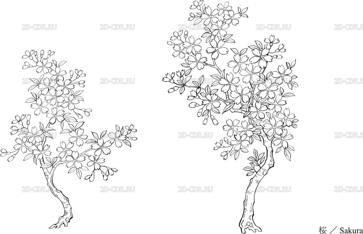 Черемуха рисунок