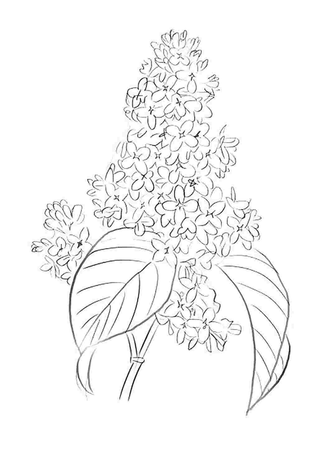 Букет сирени раскраска