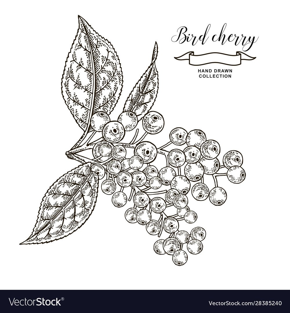 Ветка черемухи рисунок вектор