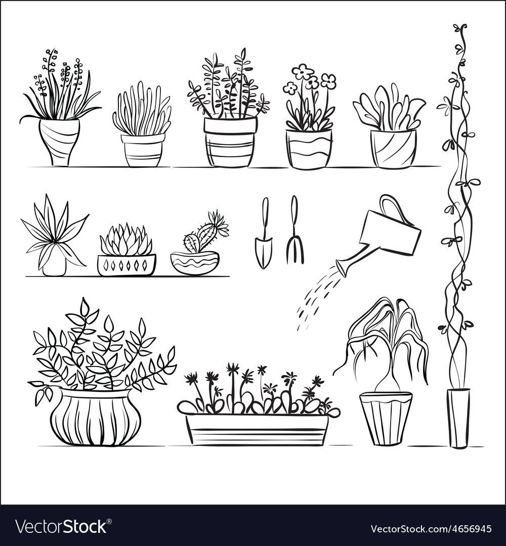 Комнатные растения Графика