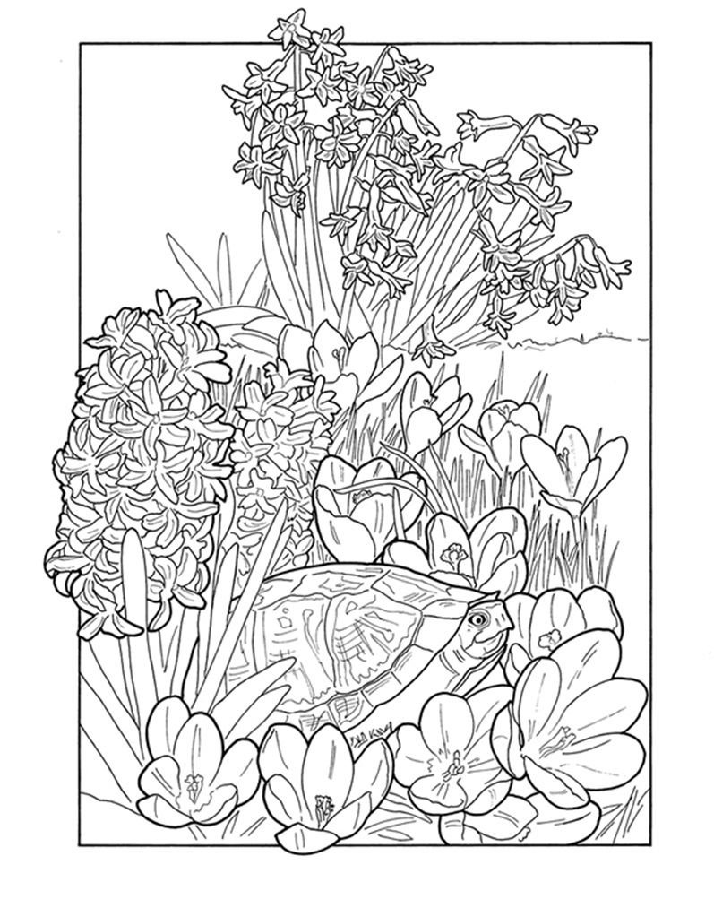 Сады. Раскраска