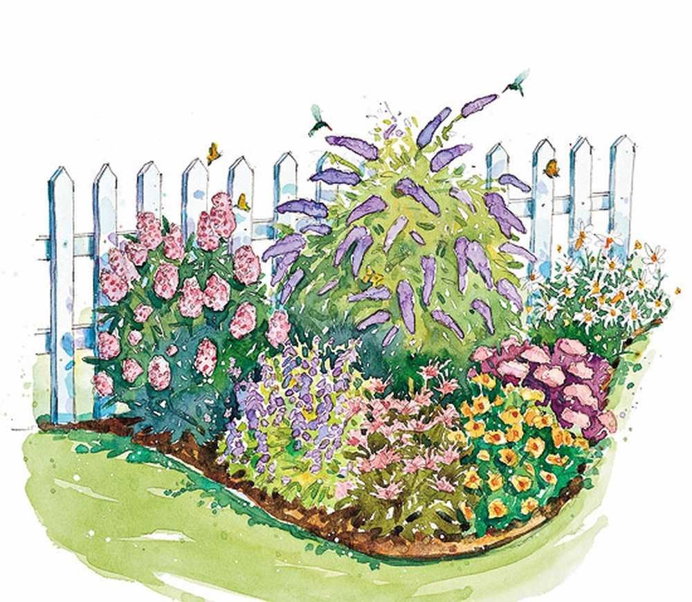 Раскраска комнатные растения. Бегония, фиалка.