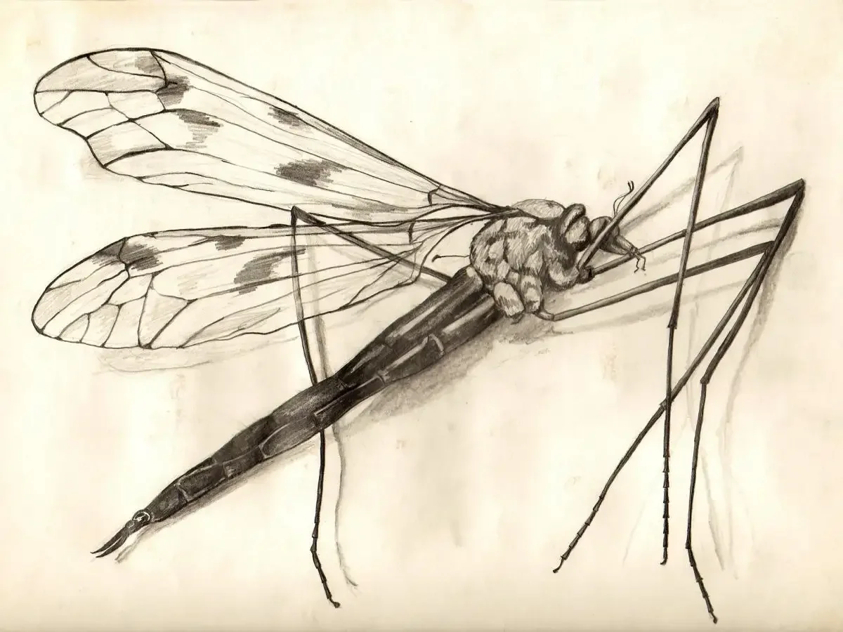 Комар карандашом