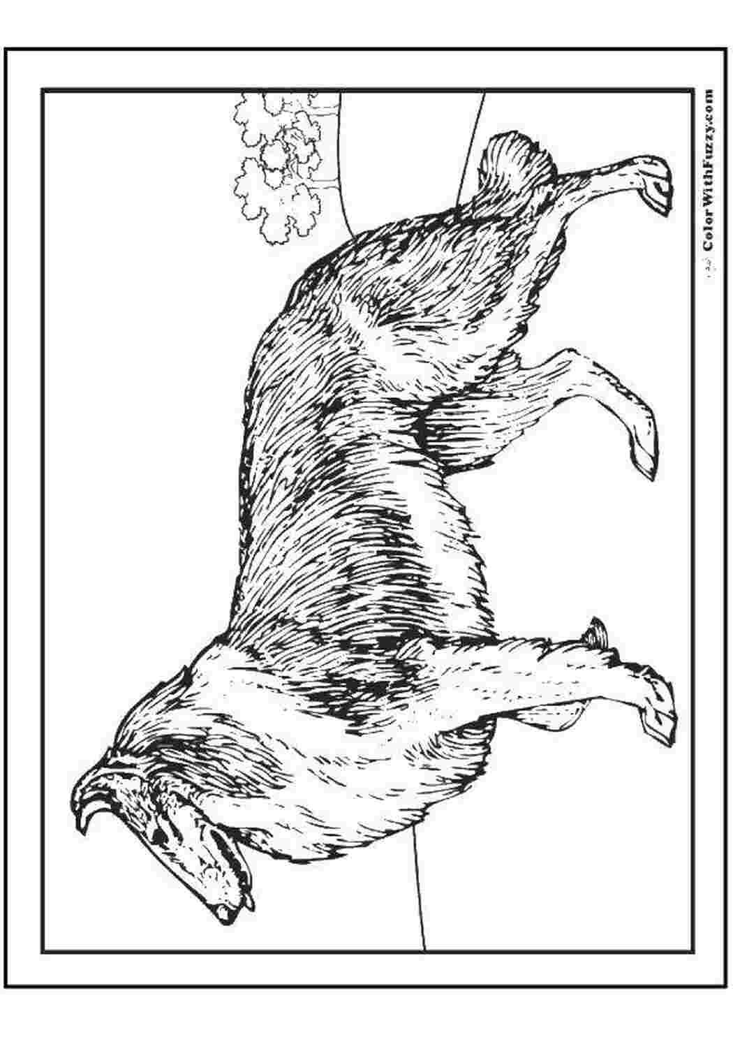 Раскраска собака колли для детей