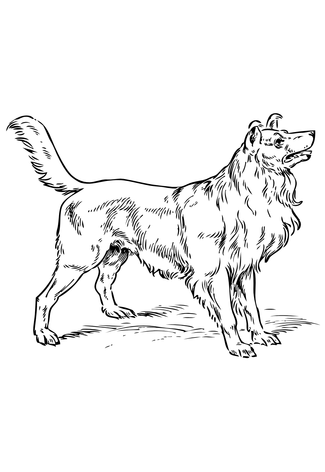 Колли одной линией