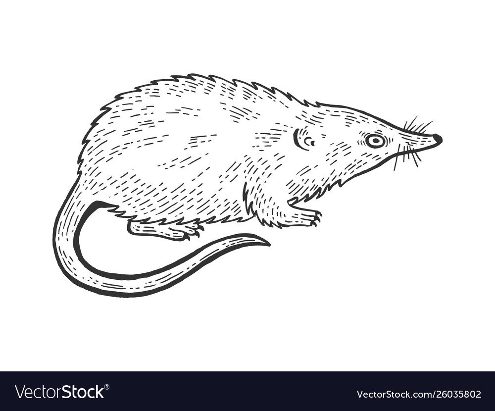 Выхухоль разукрашка