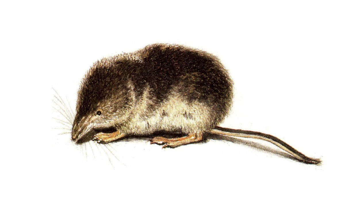 Выхухоль иллюстрация