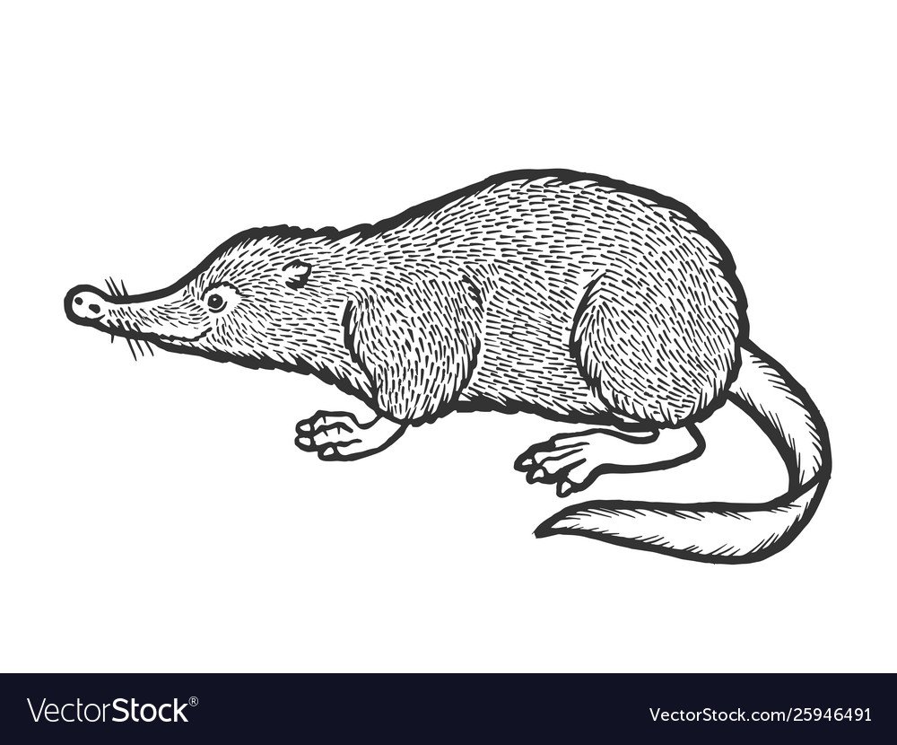 Выхухоль раскраска
